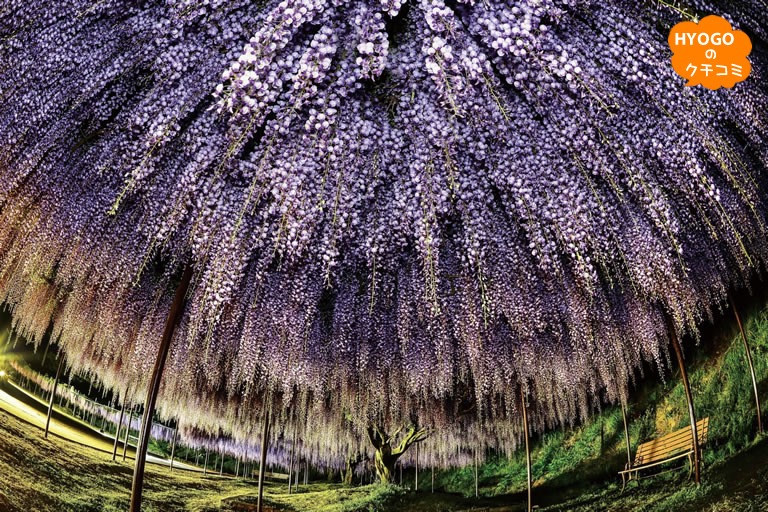 圧倒的な迫力の「白毫寺」の九尺ふじ 丹波の「一度は行ってみたい花絶景」 地元民お墨付きの立ち寄りグルメも!