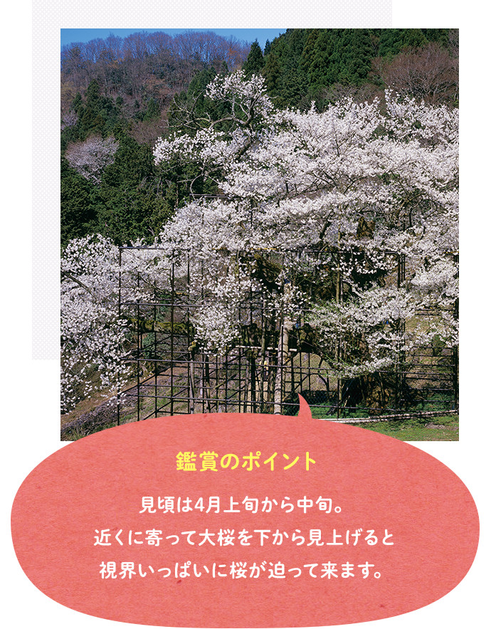 樽見の大桜