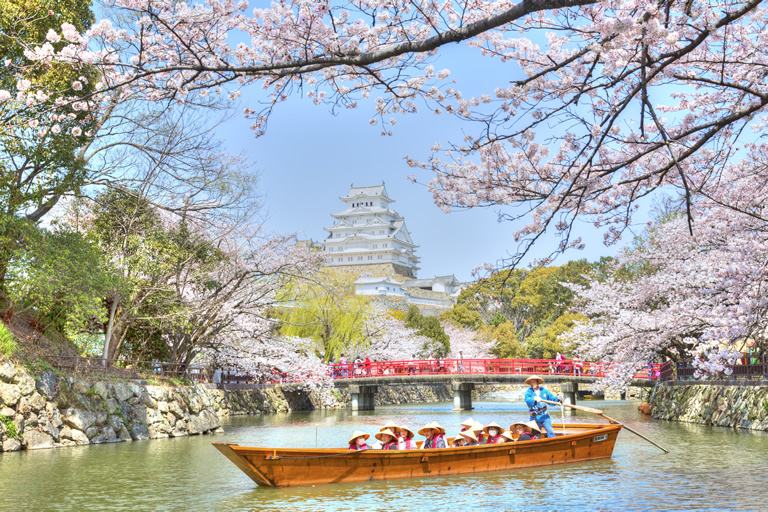 Cherry blossoms are in full bloom in spring! In early summer, enjoy the fresh green Himeji Castle by visiting Japanese boats!