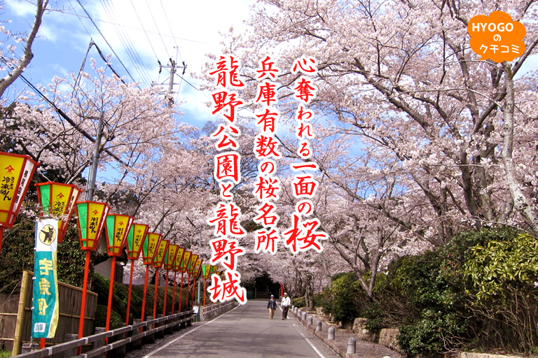 心奪われる一面の桜　兵庫有数の桜名所「龍野公園」と「龍野城」