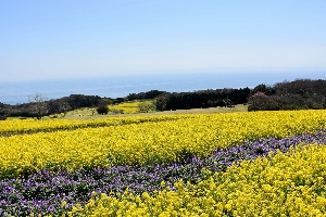 淡路島花と自然