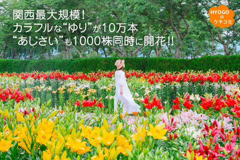 関西最大規模！カラフルな“ゆり”が10万本　“あじさい”も1000株同時に開花！！【篠山玉水ゆり園】