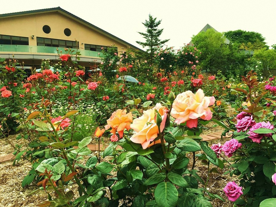 丹波市立薬草薬樹公園 観光スポット 兵庫県公式観光サイト Hyogo ナビ ひょうごツーリズムガイド