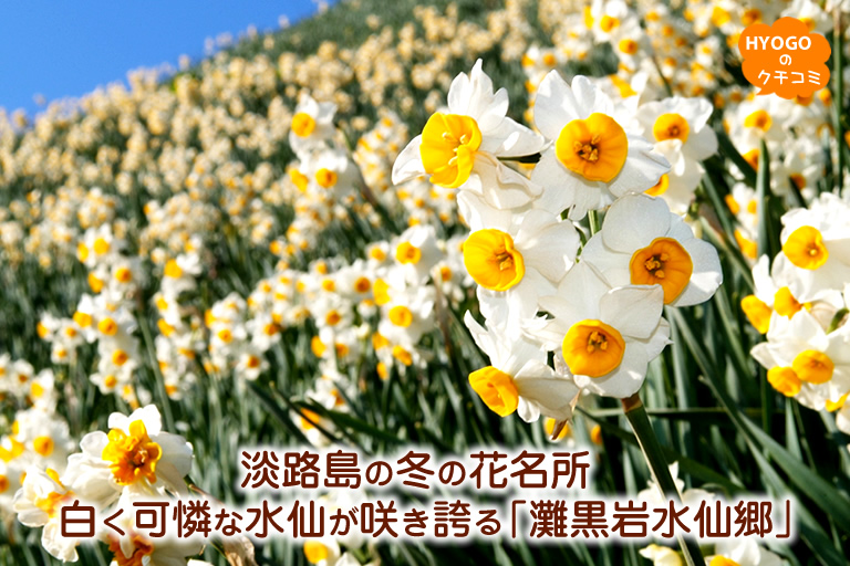 淡路島の冬の花名所　白く可憐な水仙が咲き誇る「灘黒岩水仙郷」