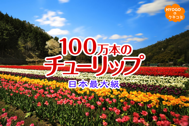 日本最大級！100万本のチューリップの花園「豊岡市のたんとう花公園」