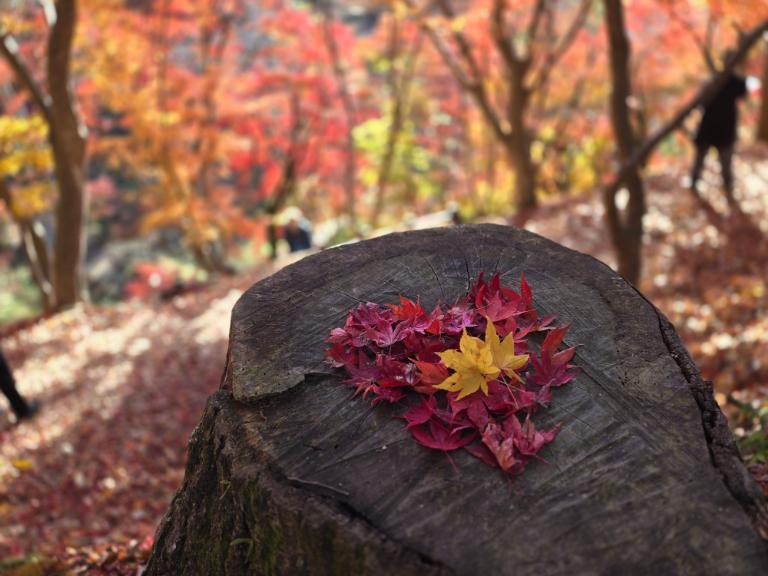 見慣れた町、宍粟市で出合った新しい景色