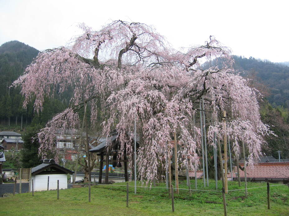 泰雲寺 観光スポット 兵庫県公式観光サイト Hyogo ナビ ひょうごツーリズムガイド