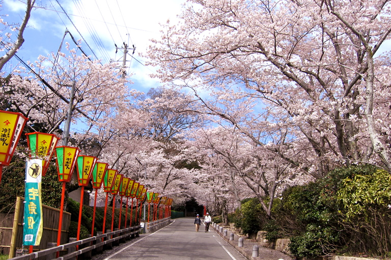One side of the cherry blossoms in Hyogo are one of the most famous cherry blossoms in Hyogo, Tatsuno Park and Tatsuno Castle.