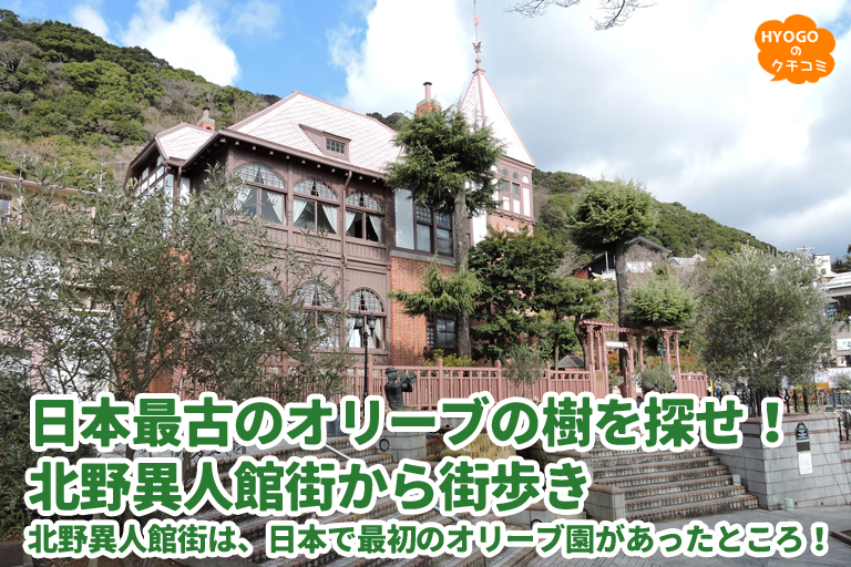 日本最古のオリーブの樹を探せ！北野異人館街から街歩き ～北野異人館街は、日本で最初のオリーブ園があったところ！～