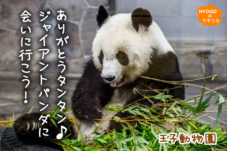 ありがとうタンタン ジャイアントパンダに会いに行こう 口コミ 兵庫県公式観光サイト Hyogo ナビ ひょうごツーリズムガイド
