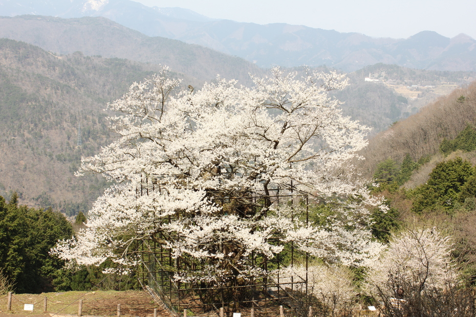 樽見の大桜 観光スポット 兵庫県公式観光サイト Hyogo ナビ ひょうごツーリズムガイド