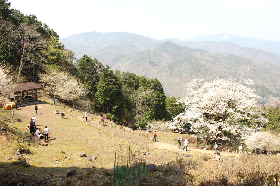 樽見の大桜 観光スポット 兵庫県公式観光サイト Hyogo ナビ ひょうごツーリズムガイド