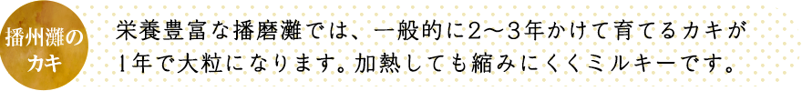 栄養豊富な播磨灘では、一般的に2～3年かけて育てるカキが1年で大粒になります。加熱しても縮みにくくミルキーです。