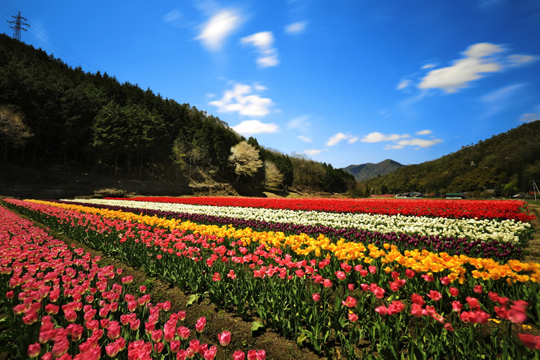 日本最大級 100万本のチューリップの花園 豊岡市のたんとう花公園 口コミ 兵庫県公式観光サイト Hyogo ナビ ひょうごツーリズムガイド