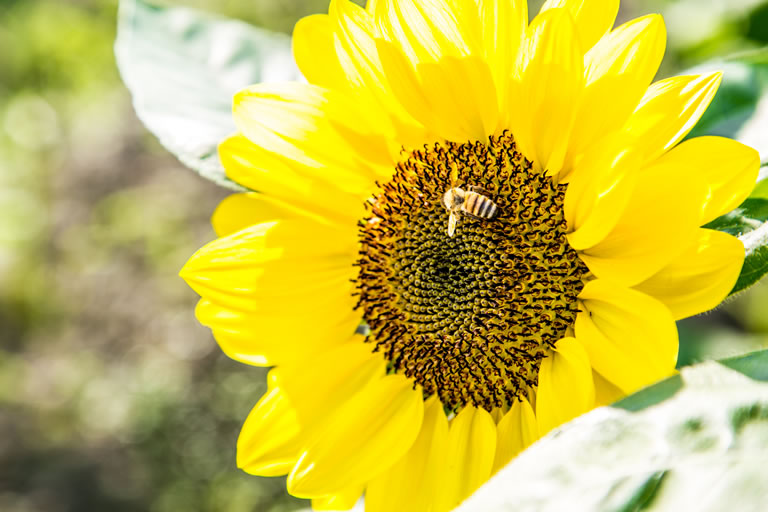 大迫力 約110万本の兵庫県佐用町のひまわり畑 口コミ 兵庫県公式観光サイト Hyogo ナビ ひょうごツーリズムガイド