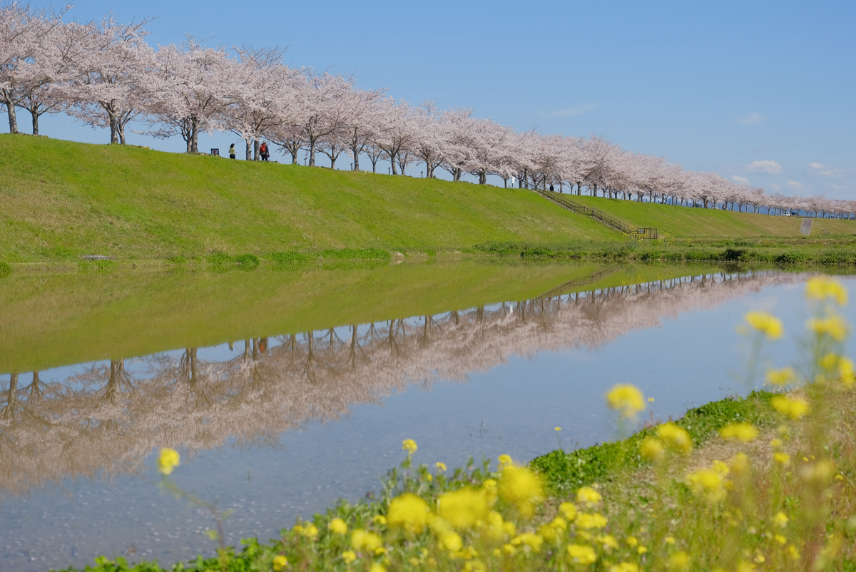全長4km 西日本最大級の小野の桜並木 口コミ 兵庫県公式観光サイト Hyogo ナビ ひょうごツーリズムガイド 全長4km 西日本最大級の小野の桜並木 口コミ 兵庫県公式観光サイト Hyogo ナビ ひょうごツーリズムガイド