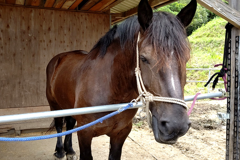 淡路島で馬と触れあい 乗馬 馬上ストレッチ体験 Share Horse Island 口コミ 兵庫県公式観光サイト Hyogo ナビ ひょうごツーリズムガイド