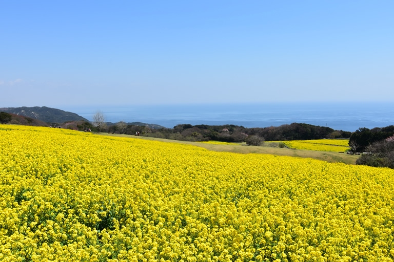 一日でいくつもの花名所が巡れる 花の島 淡路島 口コミ 兵庫県公式観光サイト Hyogo ナビ ひょうごツーリズムガイド