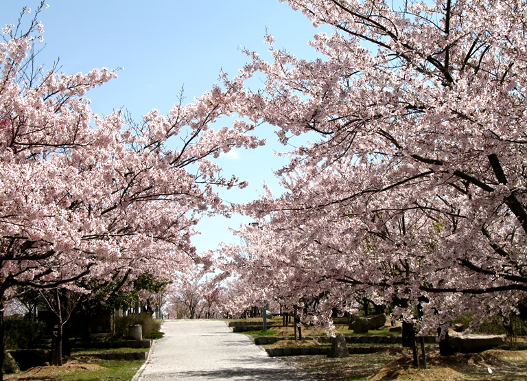 一日でいくつもの花名所が巡れる 花の島 淡路島 口コミ 兵庫県公式観光サイト Hyogo ナビ ひょうごツーリズムガイド 一日でいくつもの花名所が巡れる 花の島 淡路島 口コミ 兵庫県公式観光サイト Hyogo ナビ ひょうごツーリズムガイド