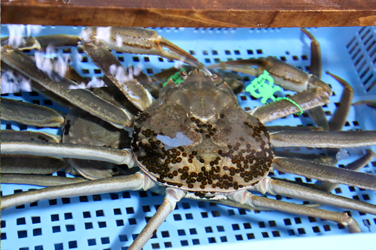 ニッポンの冬の美味 香住のカニ 幻のカニ 柴山goldも 口コミ 兵庫県公式観光サイト Hyogo ナビ ひょうごツーリズムガイド