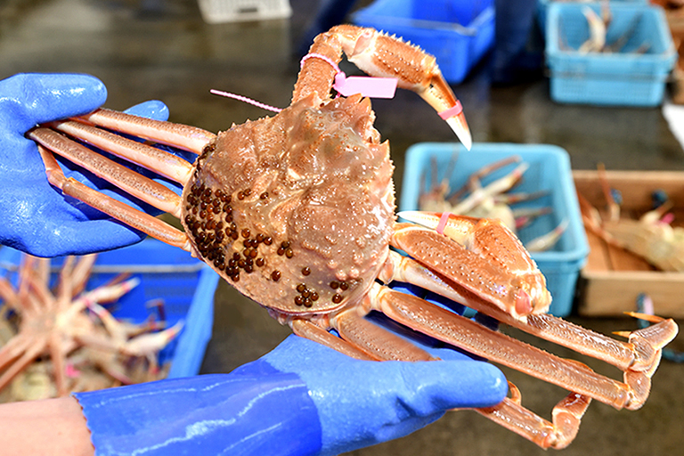 ニッポンの冬の美味 香住のカニ 幻のカニ 柴山goldも 口コミ 兵庫県公式観光サイト Hyogo ナビ ひょうごツーリズムガイド