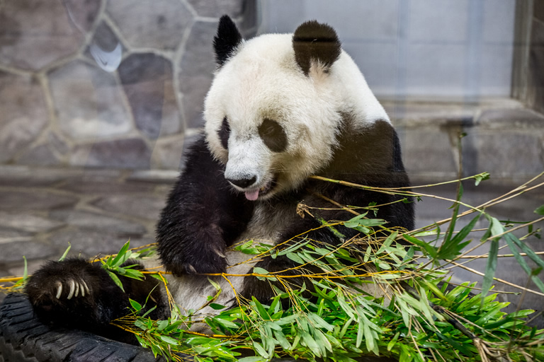 パンダ 王子 動物園