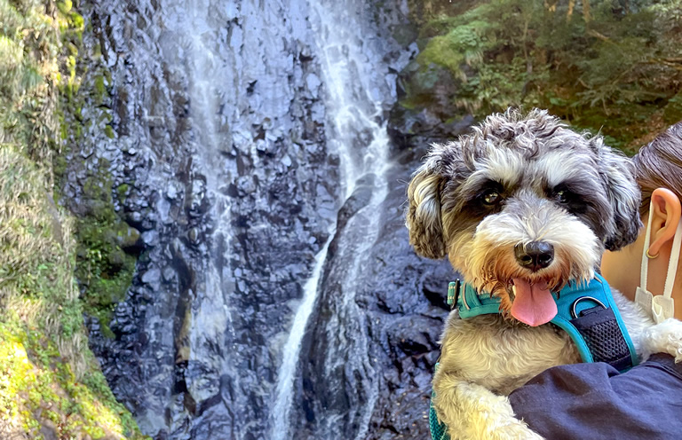 奇石-ワンちゃん 石