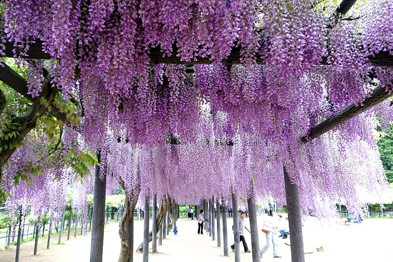 500mもの藤の花回廊 山陰随一の藤の名所 白井大町藤公園 口コミ 兵庫県公式観光サイト Hyogo ナビ ひょうごツーリズムガイド