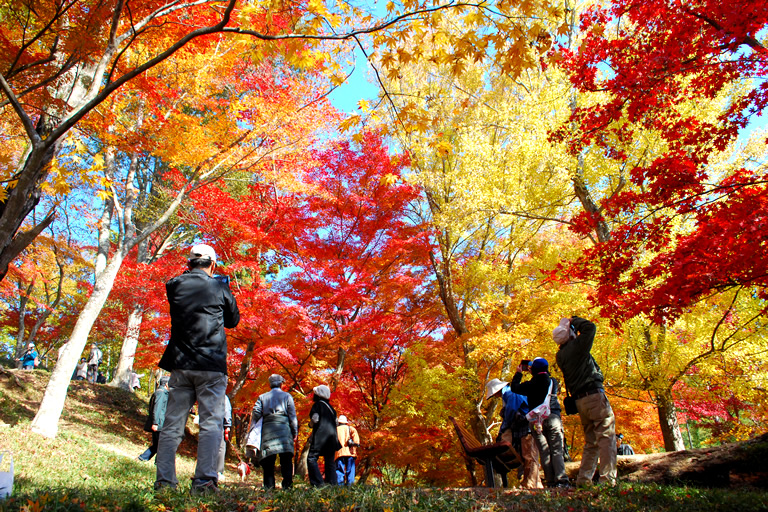 日本紅葉名所100選のひとつ。燃えるような深紅に染まる最上山公園