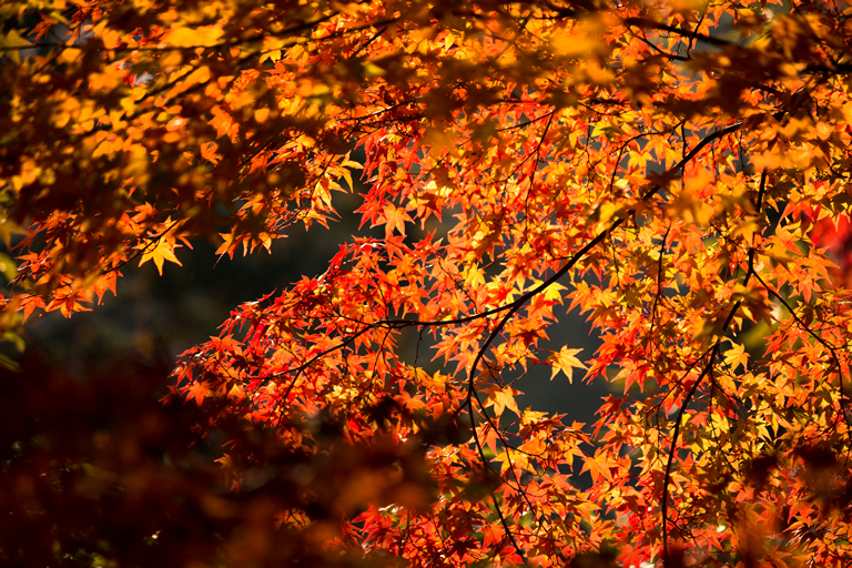 日本紅葉名所100選のひとつ。燃えるような深紅に染まる最上山公園