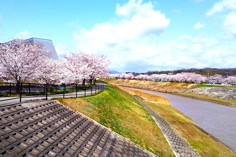 4000本もの桜並木が続く「武庫川桜づつみ回廊」 ライトアップも