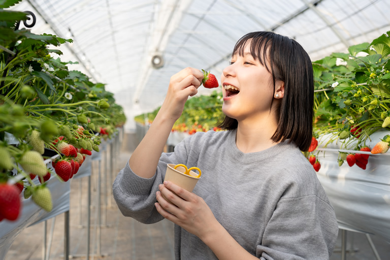 兵庫生まれの新品種も！6品種が40分食べ放題!! たつの市の新しいいちご