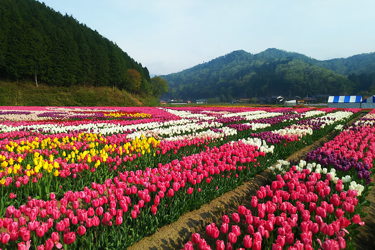 日本最大級！100万本のチューリップの花園「豊岡市のたんとう花