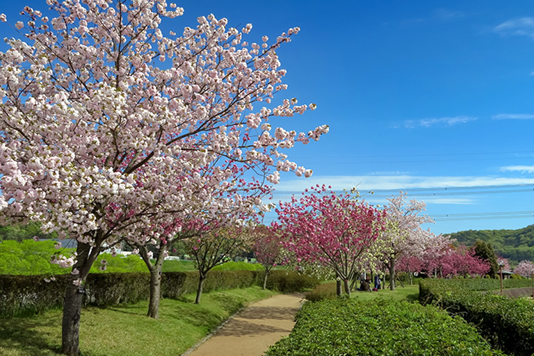 小野 桜 づつみ 回廊