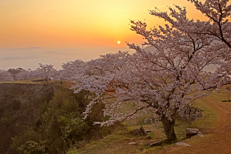 竹田城と桜