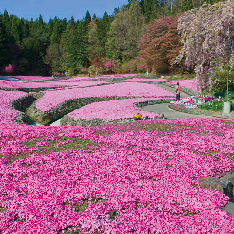 芝桜園 花のじゅうたんin三田