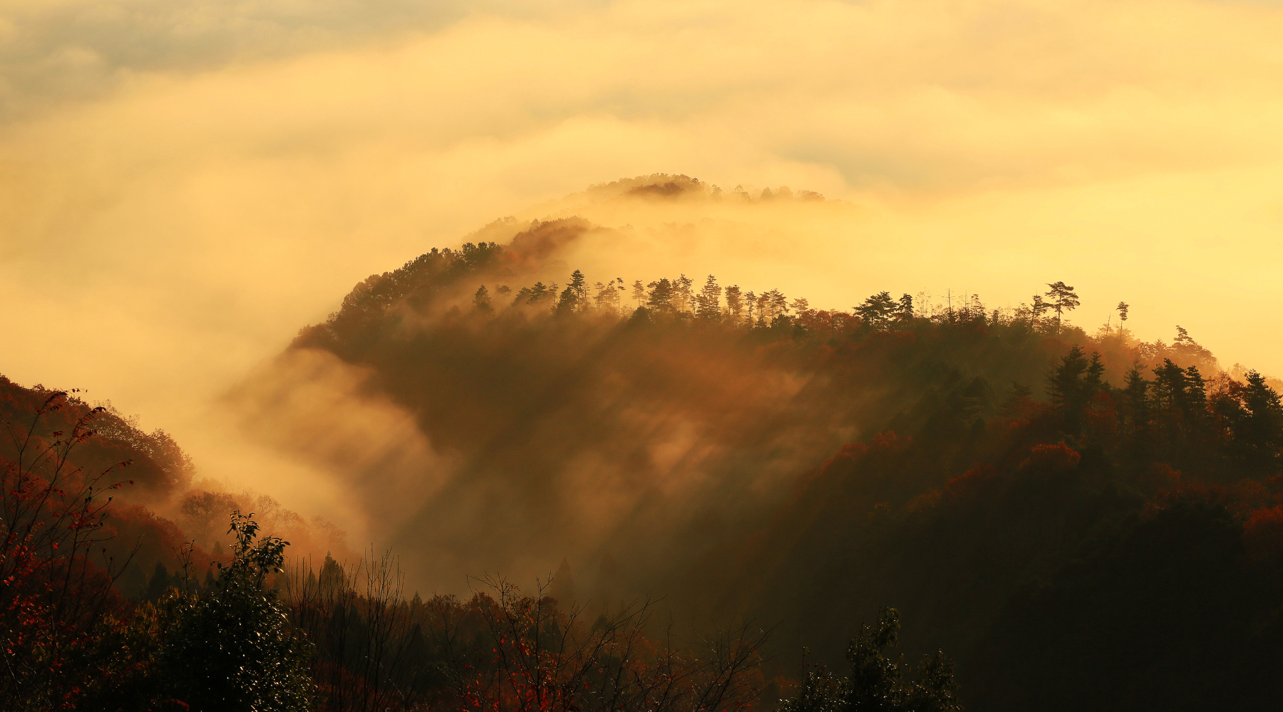大撫山の雲海