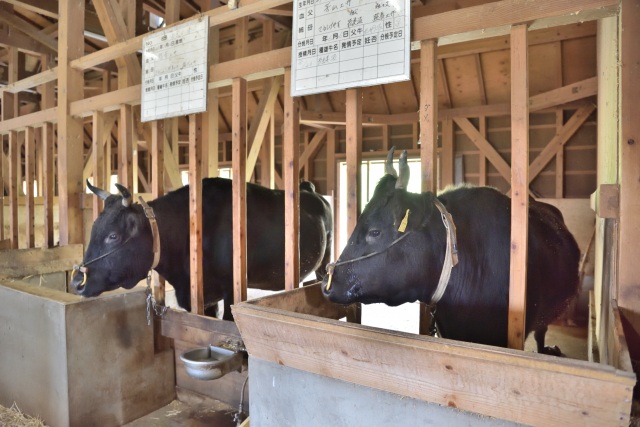 但馬牧場公園-5