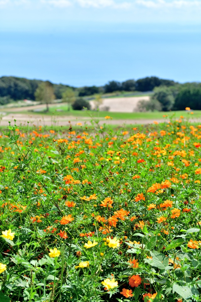 あわじ花さじき-2