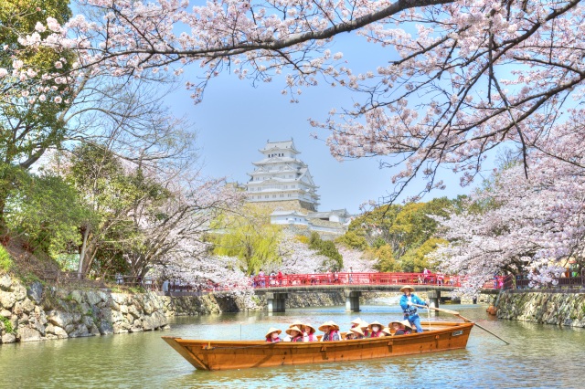 姫路城と桜-3