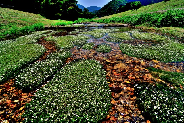 「バイカモの花咲く頃」新温泉町田君川