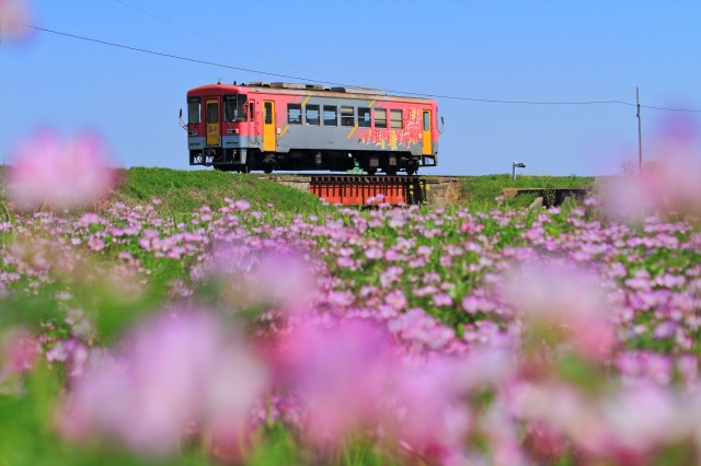 「レンゲ畑をコトコト」加西市北条鉄道