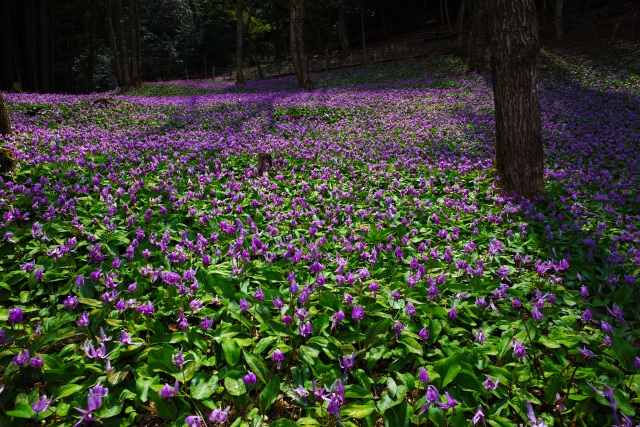「かたくりの里」丹波市氷上町清住