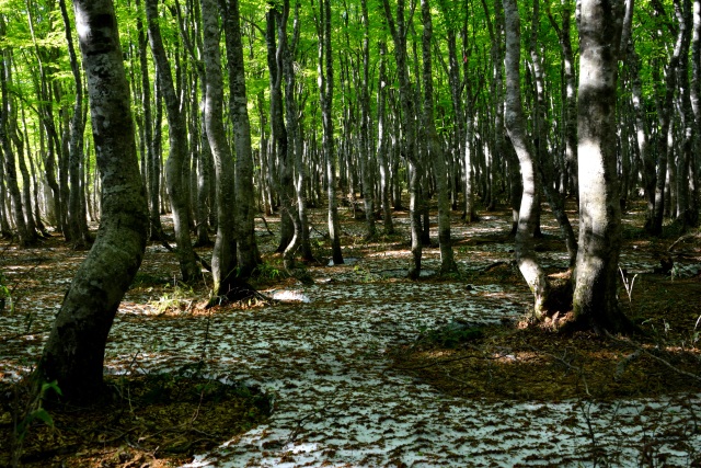 「残雪のぶな林」新温泉町扇ノ山登山道周辺
