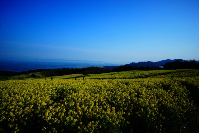 「春の訪れ」_淡路市あわじ花さじき