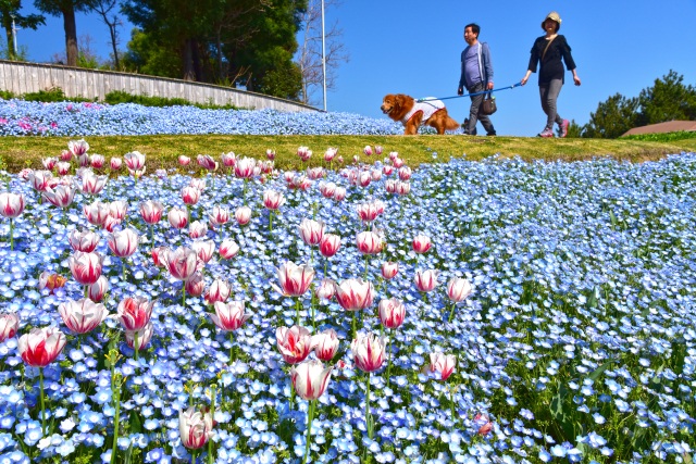 淡路島国営明石海峡公園