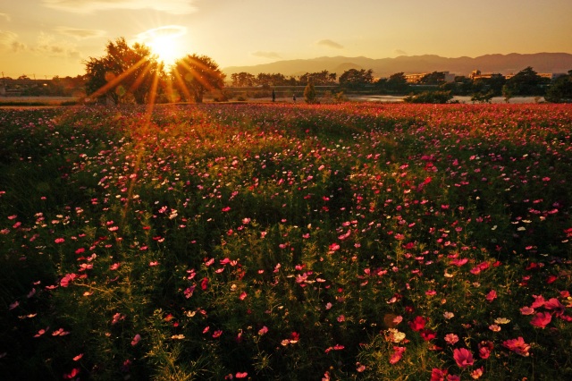 尼崎武庫川コスモス園