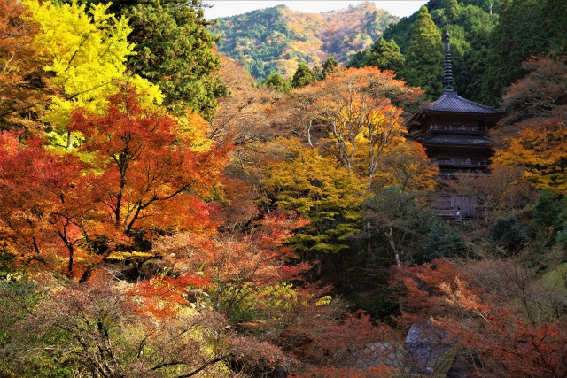 高源寺　錦秋