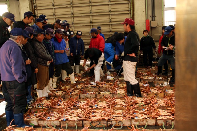 豊岡　カニ競り