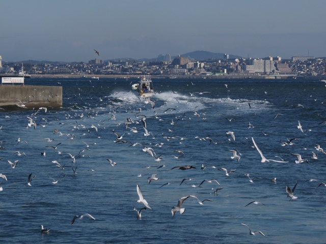 淡路のイカナゴ漁